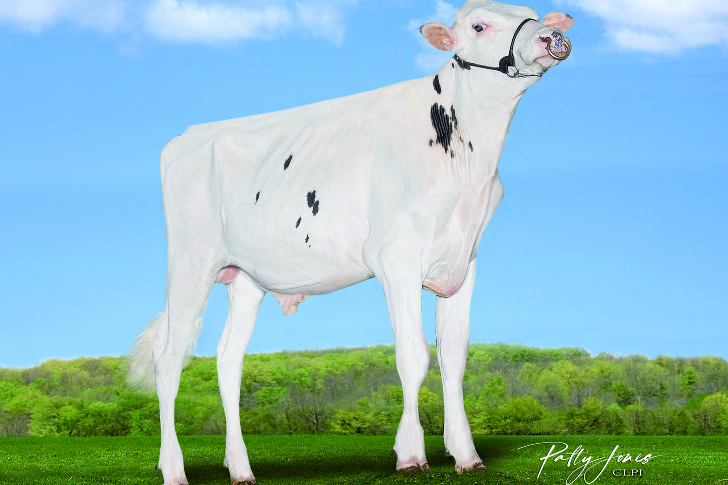 MR AIJA MIRAND MOOI — 515HO00384
